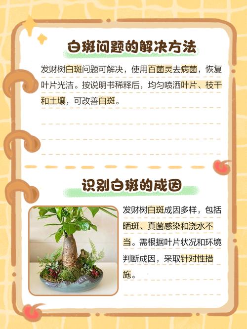 发财树叶子有白斑