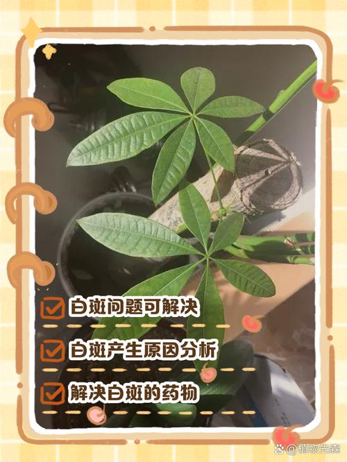 发财树叶子有白斑