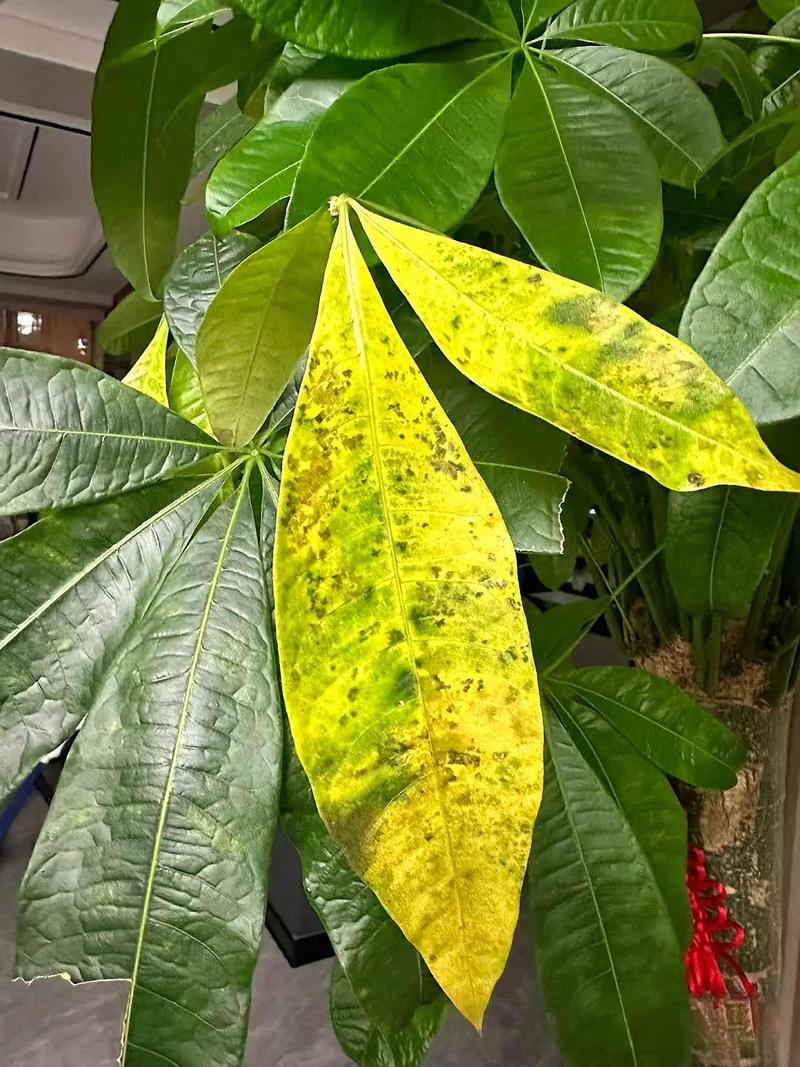 发财树叶子有白斑