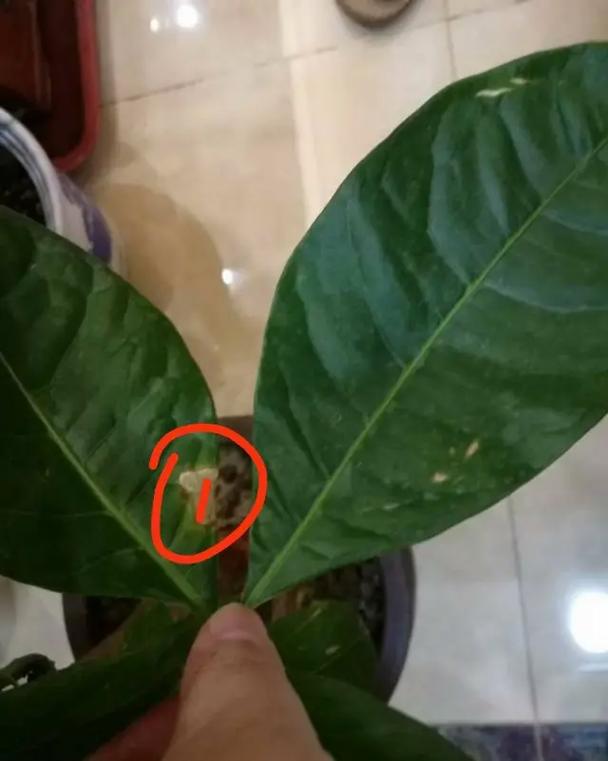 发财树叶子有白斑