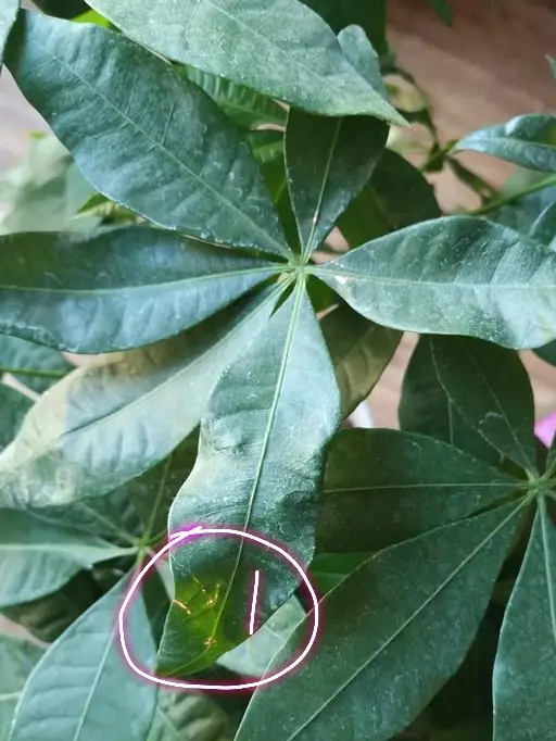发财树叶子有白斑