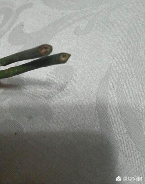 发财树叶子有白斑