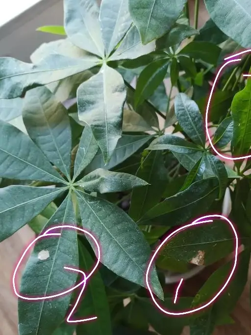 发财树叶子有白斑