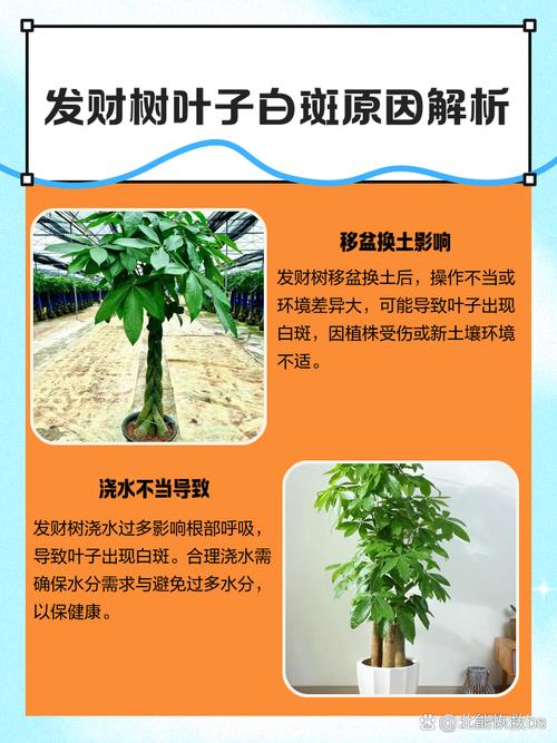 发财树叶子有白斑