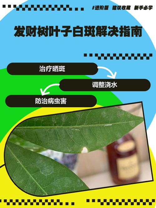 发财树叶子有白斑