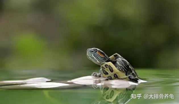 乌龟的养殖方法