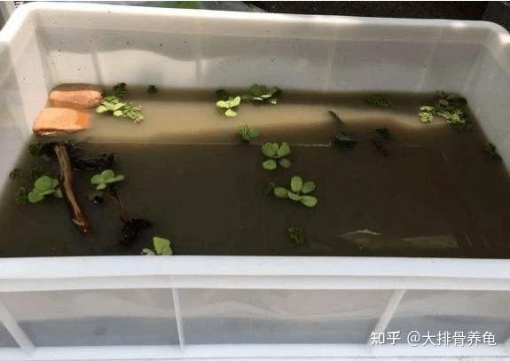 乌龟的养殖方法