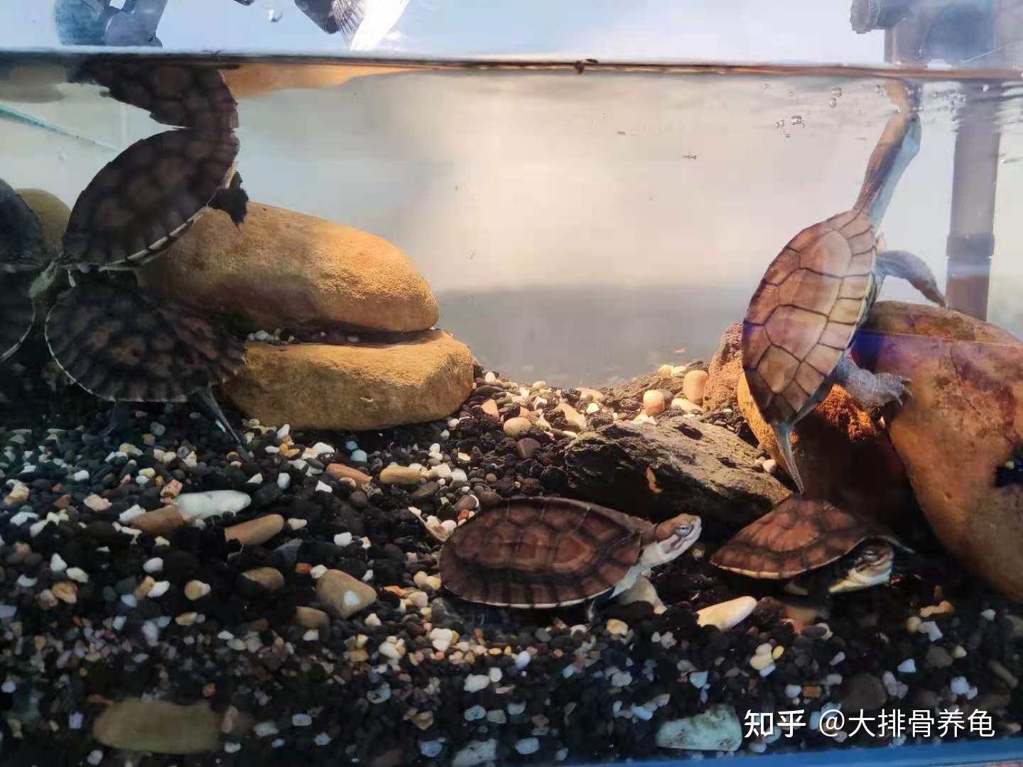 乌龟的养殖方法