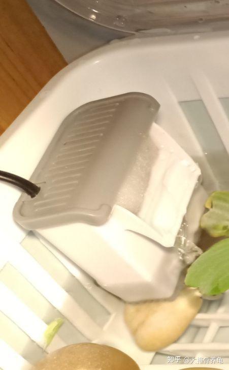 乌龟的养殖方法