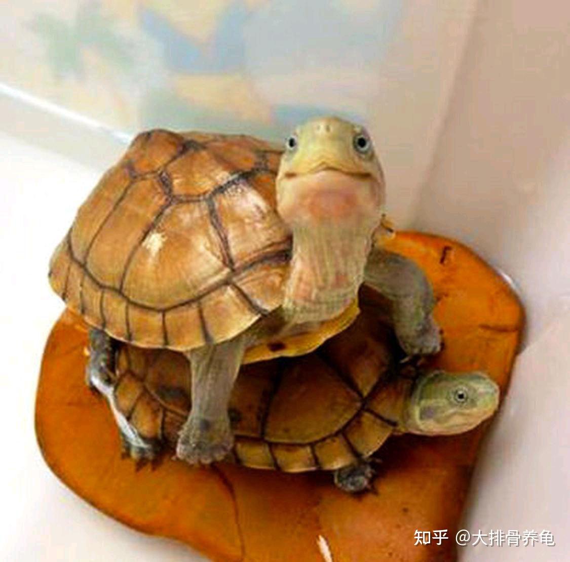 乌龟的养殖方法