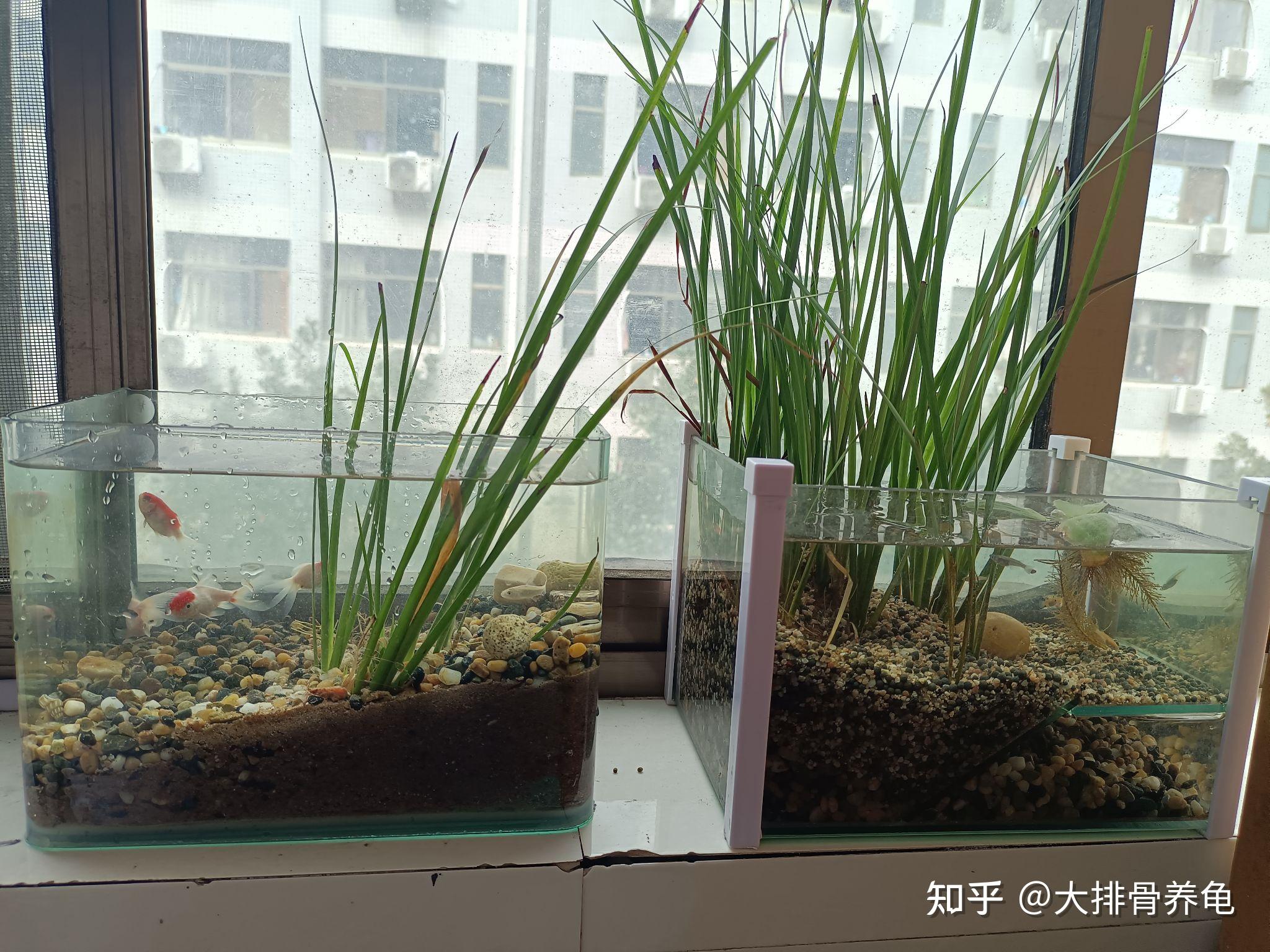 乌龟的养殖方法