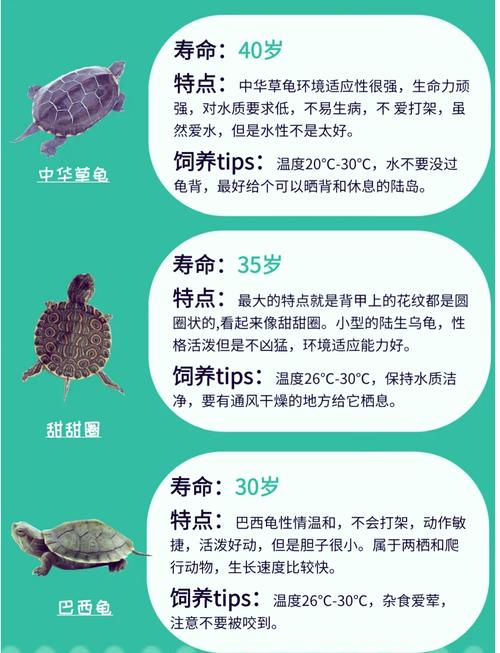 乌龟的养殖方法