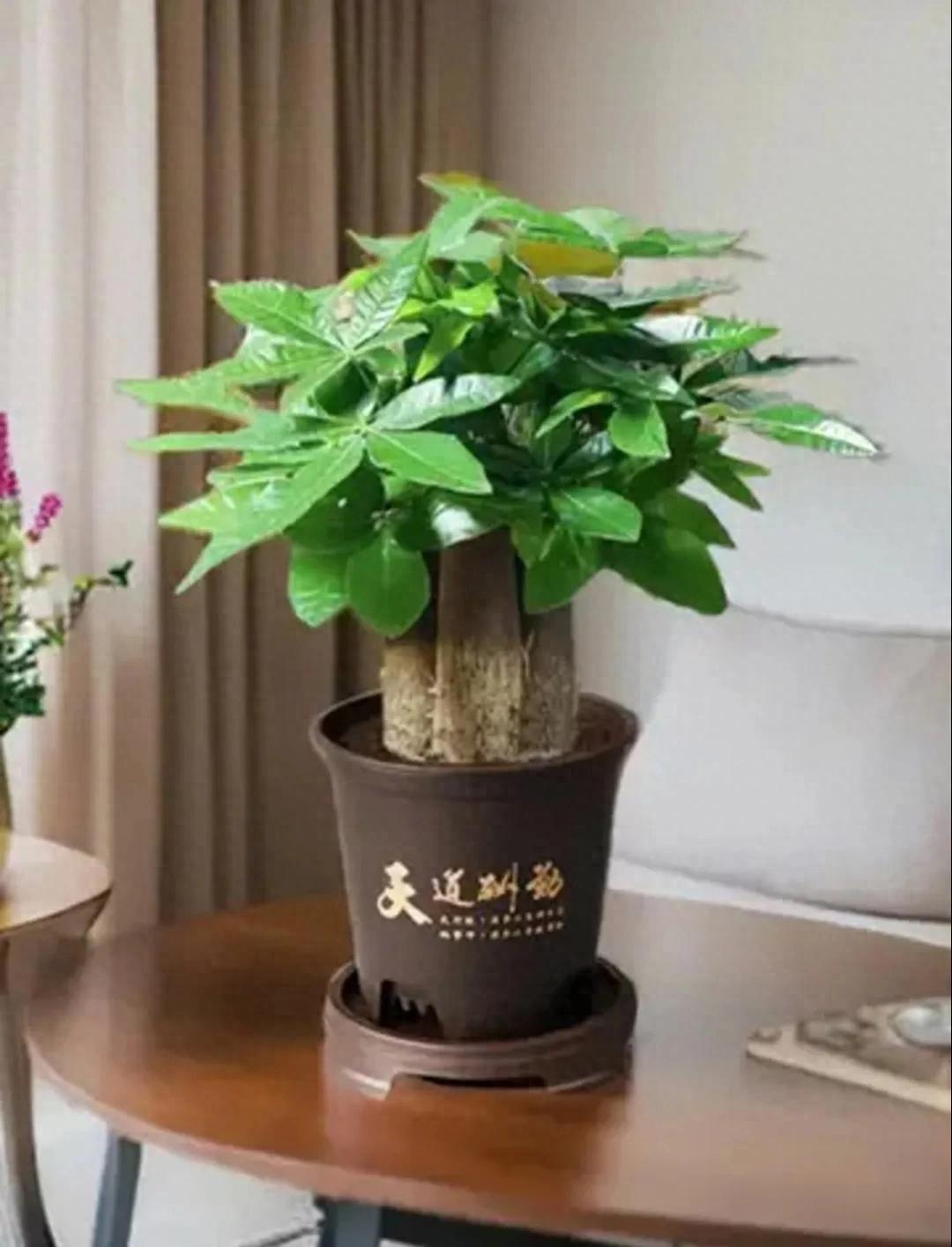 怎样种植发财树的种子
