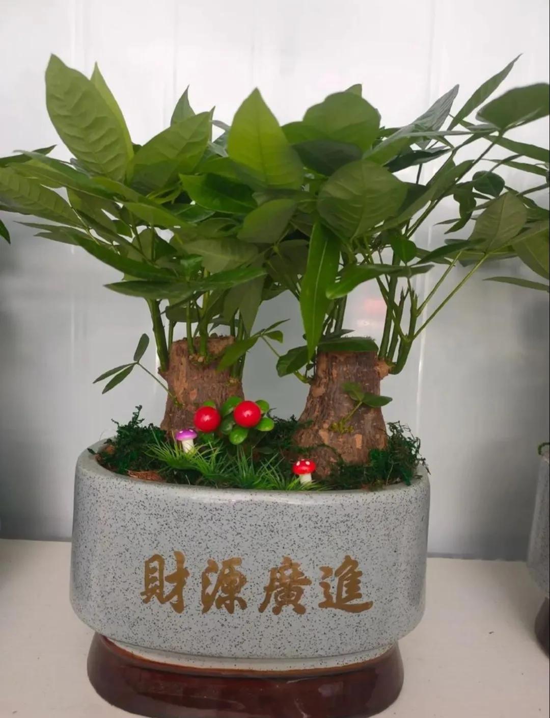 怎样种植发财树的种子