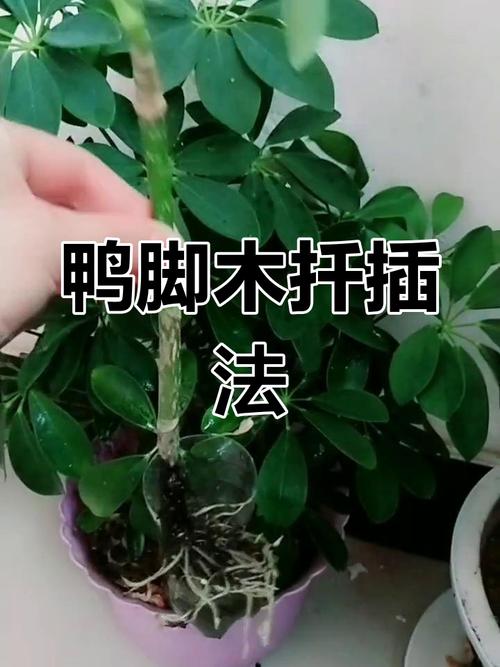 怎样种植发财树的种子