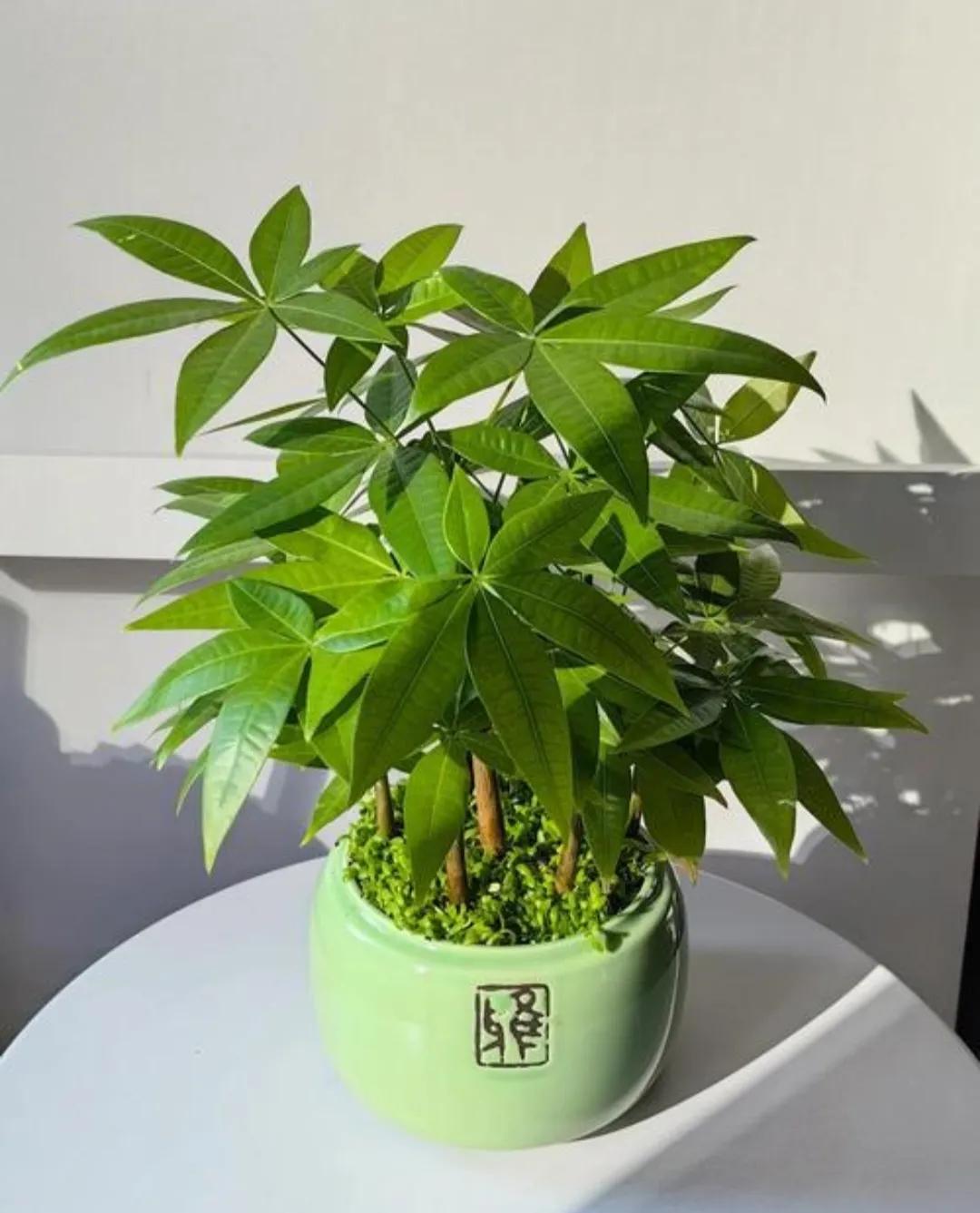 怎样种植发财树的种子