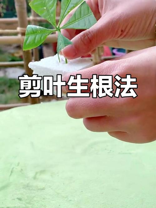 怎样种植发财树的种子