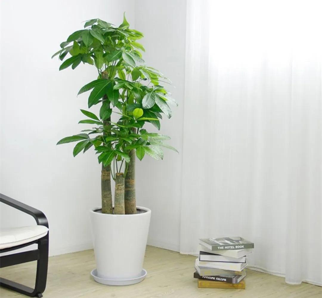 怎样种植发财树的种子