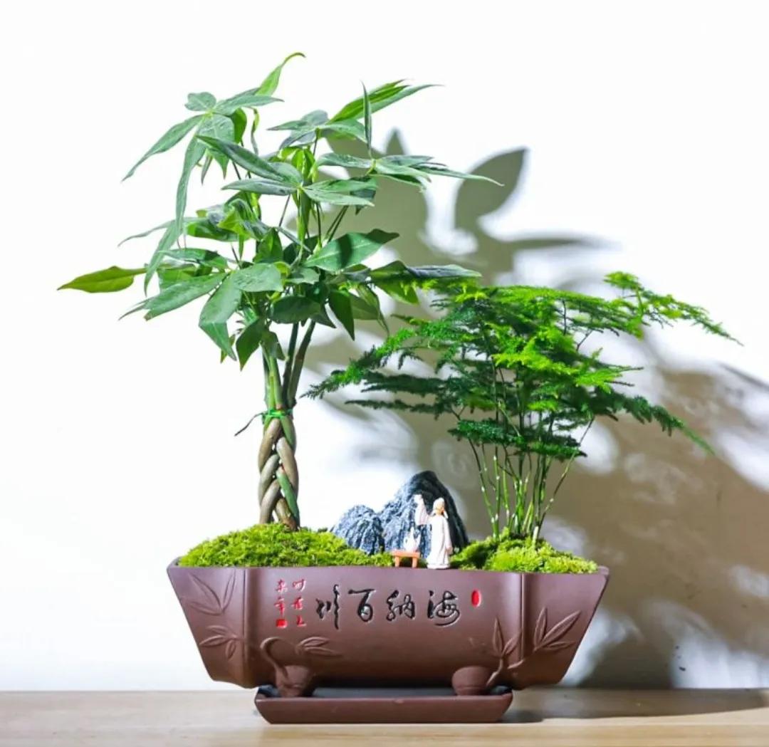 怎样种植发财树的种子
