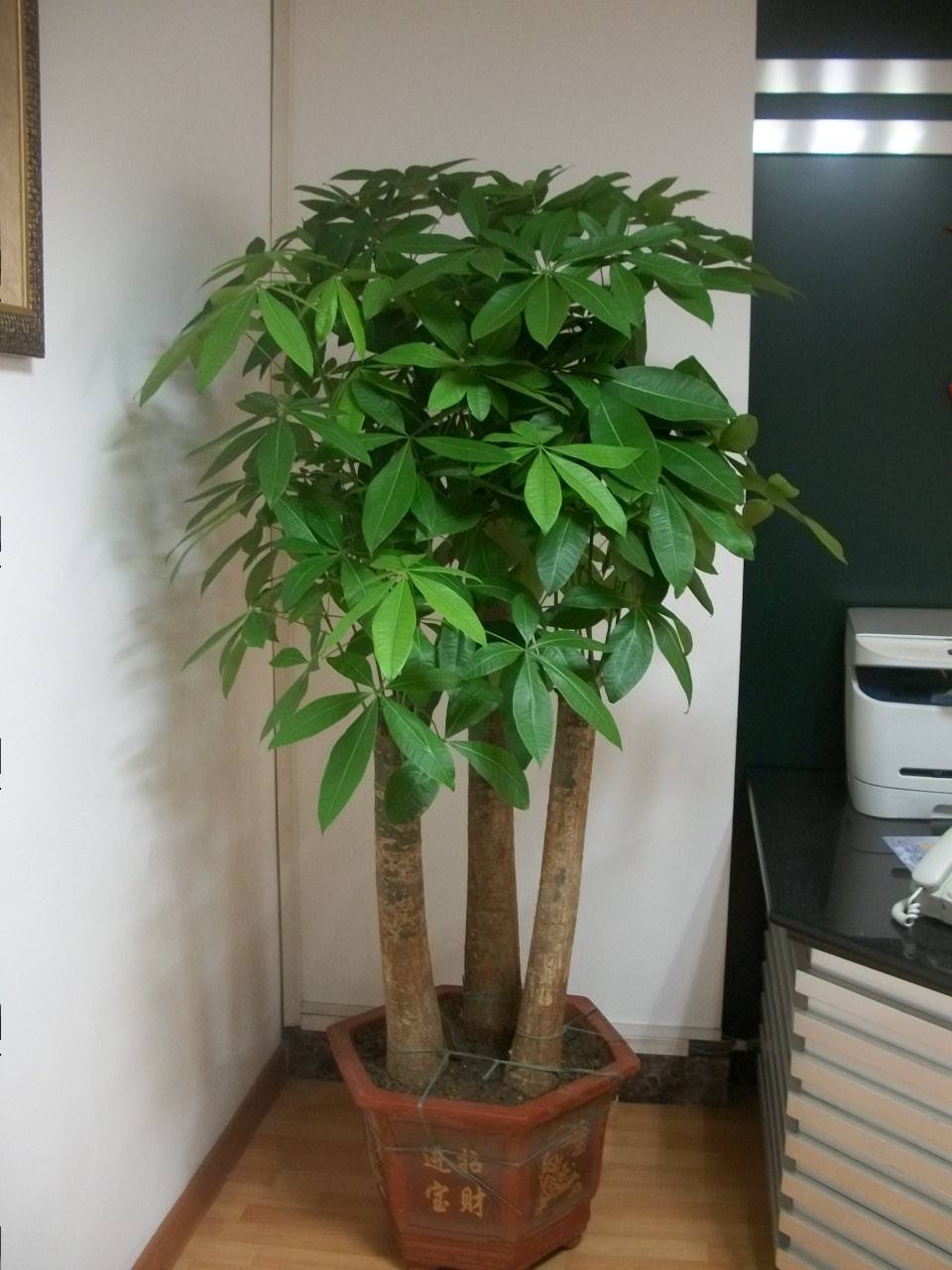 怎样种植发财树的种子
