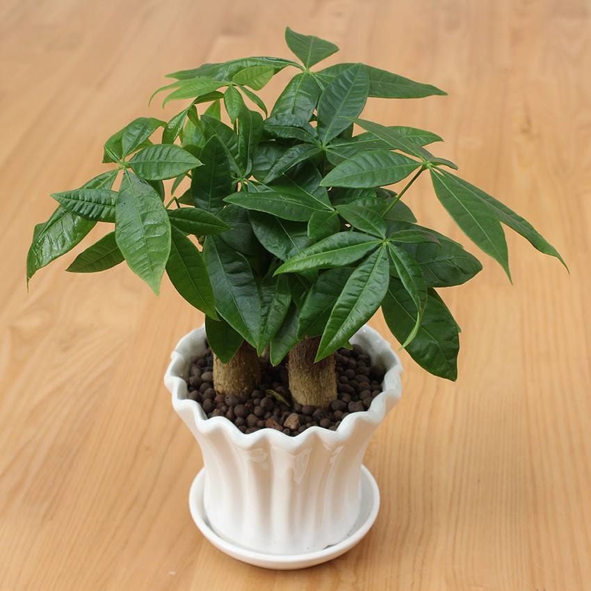 怎样种植发财树的种子