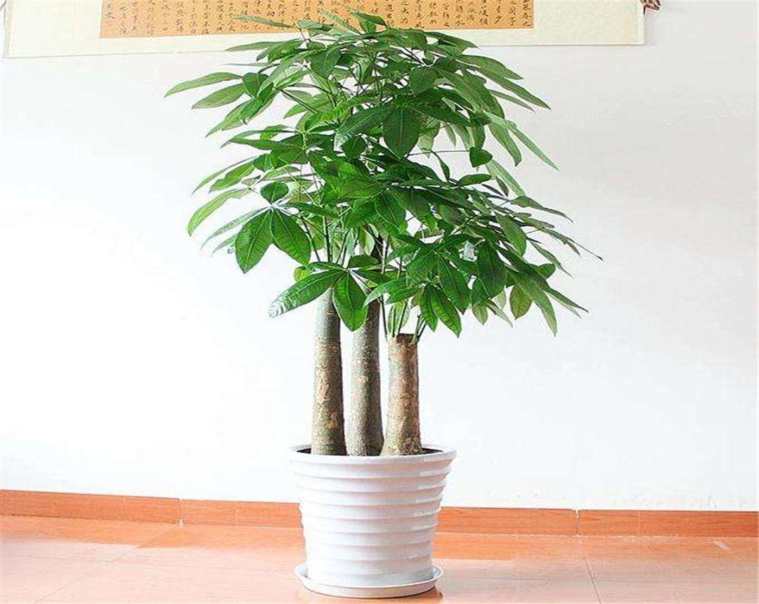 怎样种植发财树的种子