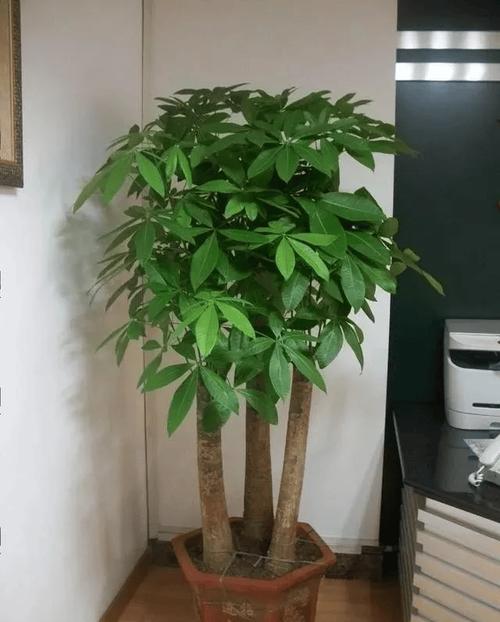怎样种植发财树的种子