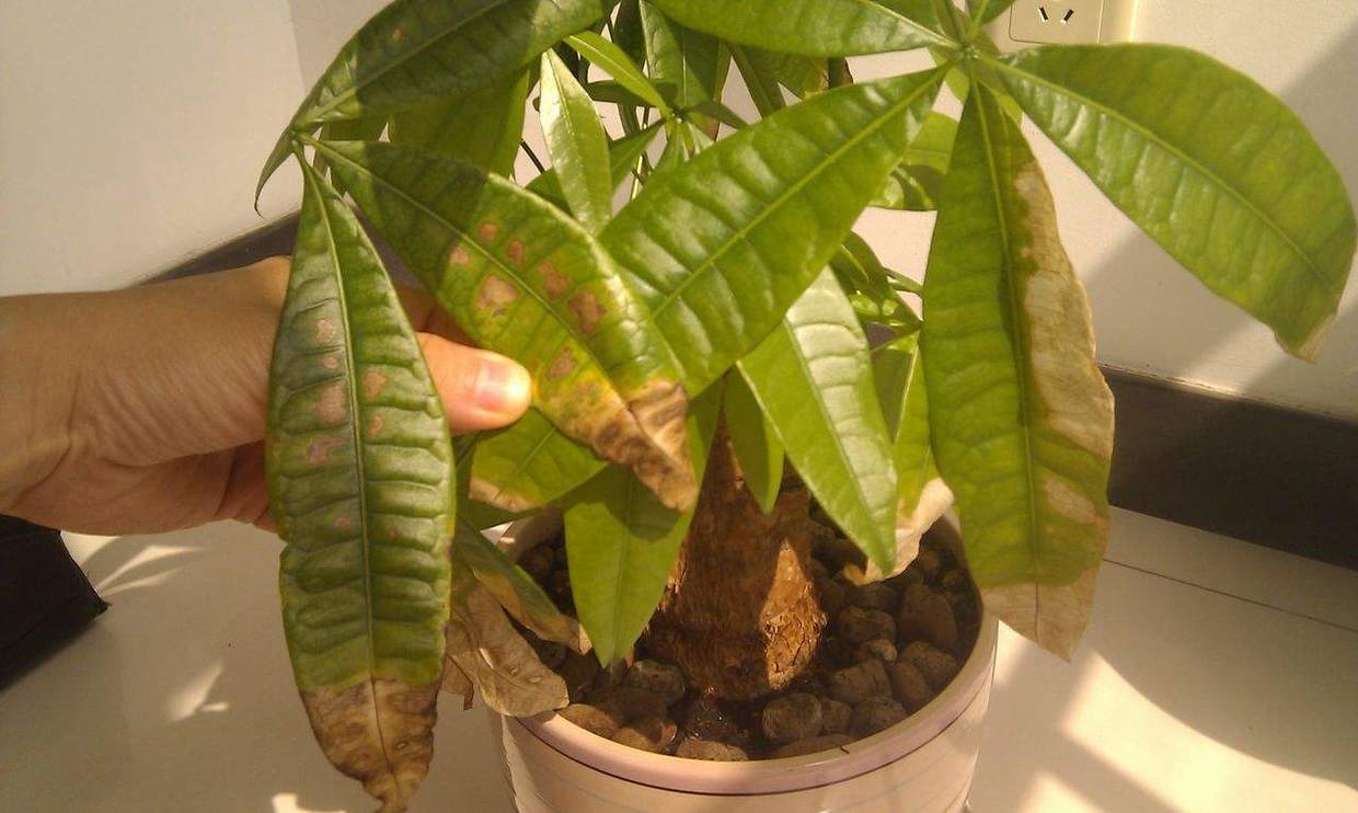 怎样种植发财树的种子