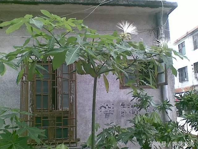 怎样种植发财树的种子