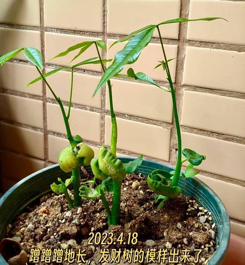 怎样种植发财树的种子