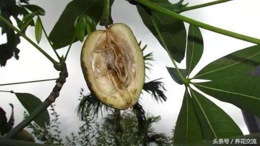 怎样种植发财树的种子