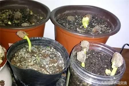 怎样种植发财树的种子