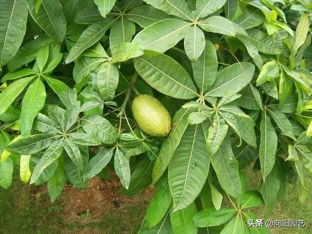 怎样种植发财树的种子