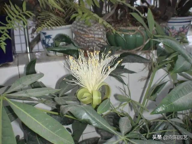 怎样种植发财树的种子
