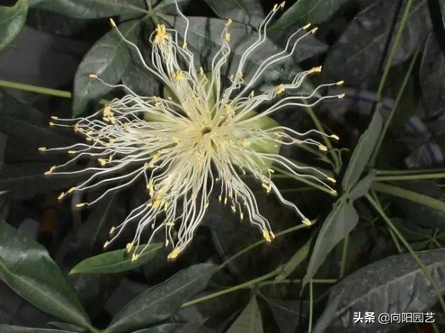 怎样种植发财树的种子
