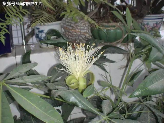 怎样种植发财树的种子