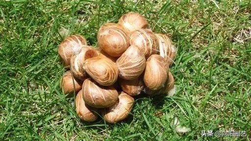 怎样种植发财树的种子