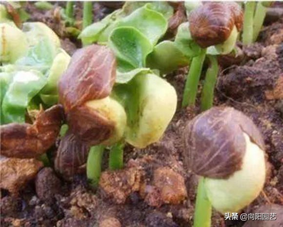怎样种植发财树的种子