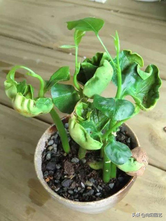 怎样种植发财树的种子