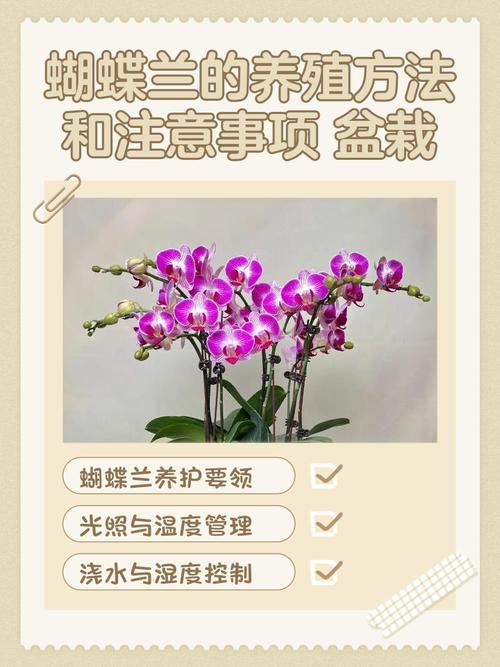 蝴蝶兰夏天的养殖方法和注意事项