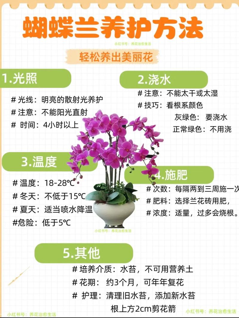 蝴蝶兰的养殖方法和注意事项视频