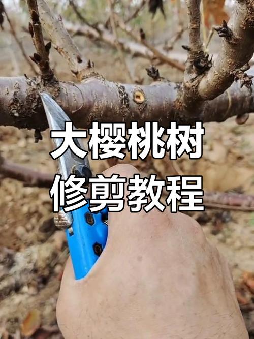 16篇樱桃种植技术的精华总结（上），包括育苗、定植和修剪