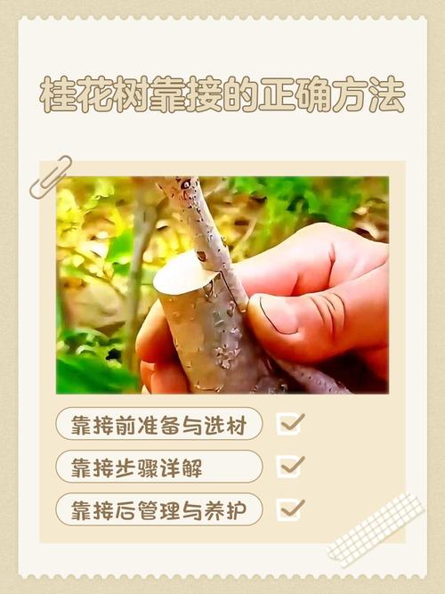 樱桃苗芽接方法与图片