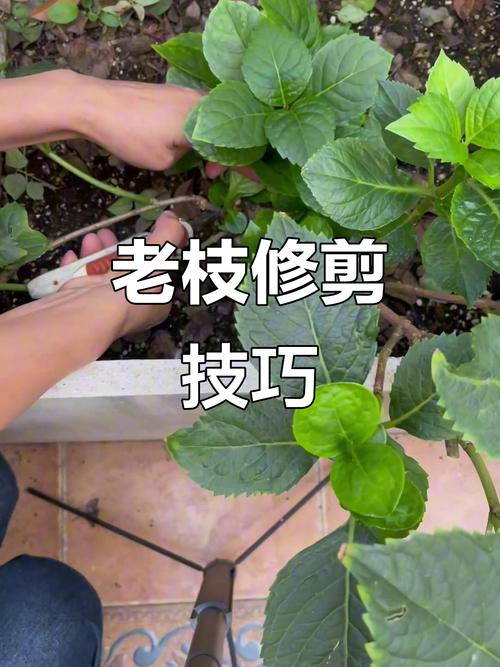 绣球花的修剪方法