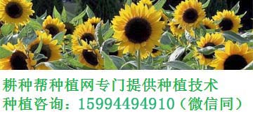 绣球花水培方法带图