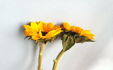 注册一家公司需要什么流程
