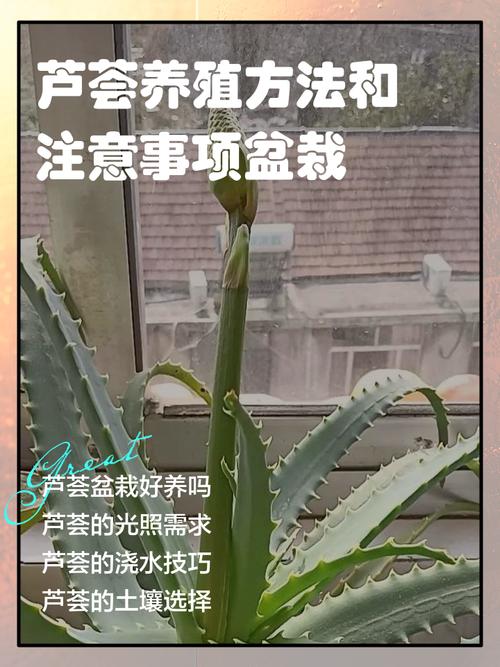芦荟怎么养才能更旺盛  芦荟怎么养
