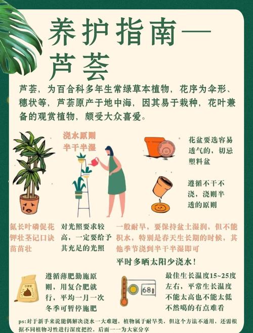 芦荟怎么养