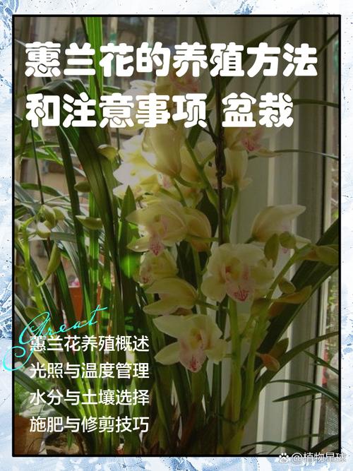 盆栽花养殖方法和注意事项