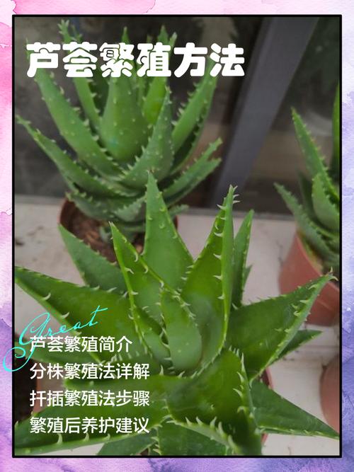 最新芦荟怎么吃法与做法 芦荟的养殖方法 盆栽(三篇)